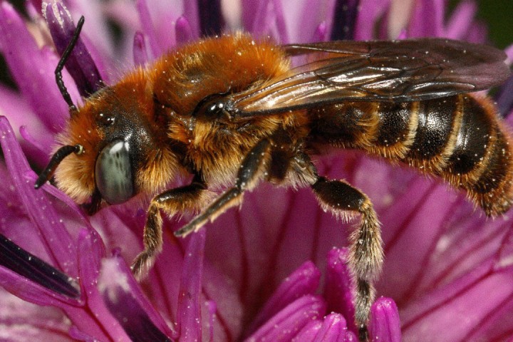 Wild bees and other insects are disappearing in the UK